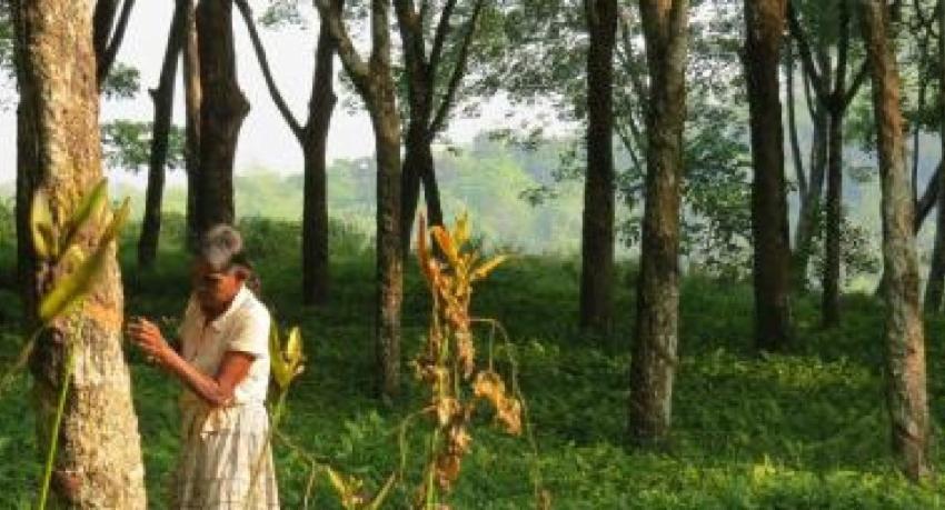 New disease spreading across rubber cultivations